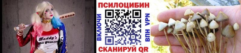 Купить закладки  Энгельс  Псилоцибиновые грибы Psilocybe 